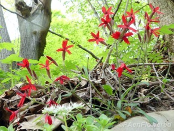 Plant form & habitat