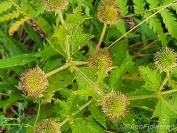 Early fruit