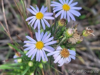 Flaxleaf Stiff Aster