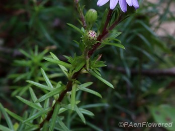 Plant in flower