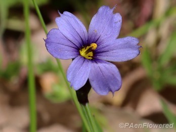 Needle-tipped blue-eyed-grass