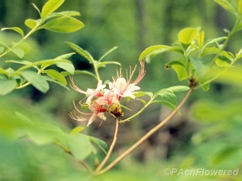 Plant form