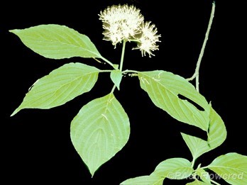 inflorescence and leaves