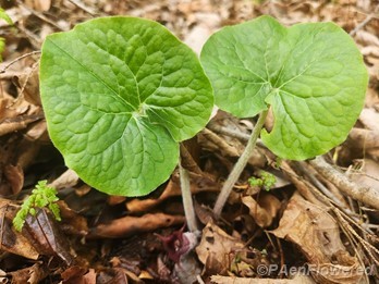 Canadian wild ginger
