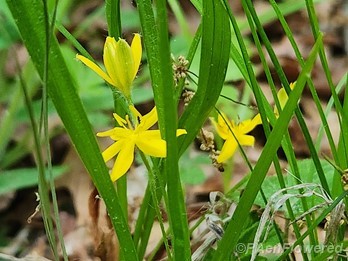 Yellow stargrass