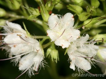 Canadian Waterleaf