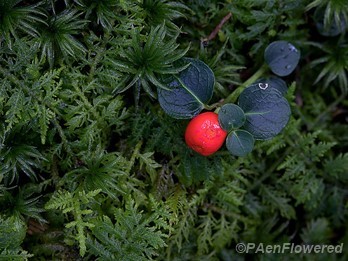 Partridge-berry