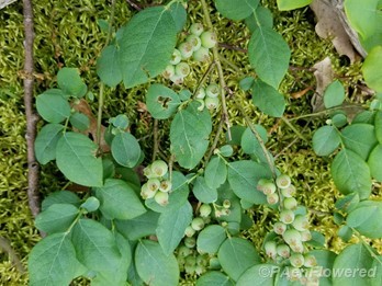 Hillside blueberry