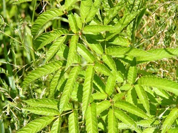 Leaves