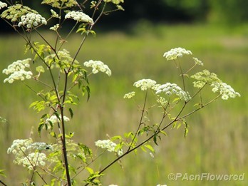 Water Hemlock
