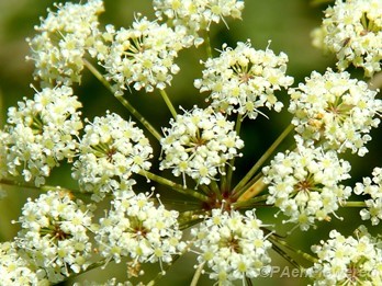 Umbel