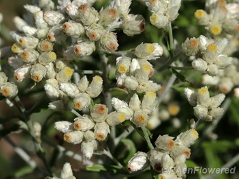 Close-Up of flowering heads