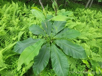 Young tree