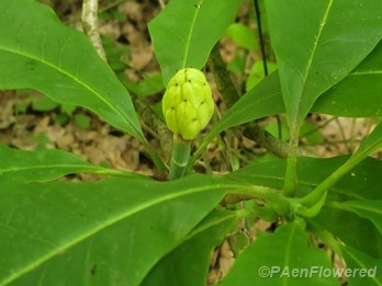 Young fruit