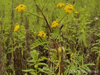 Plant form & habitat