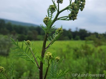 Flower buds