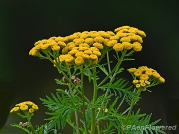 Plant in flower