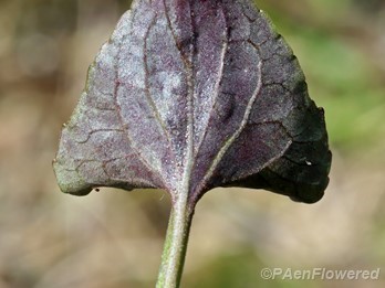 Leaf with purple abaxial surface (underside)