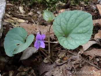 Plant in flower