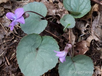 Plants in flower