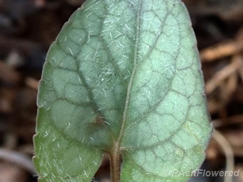 Mottled leaf with adaxial strigose hairs