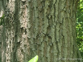Bark