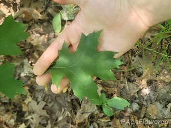 Leaf