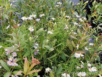Bog nodding-aster