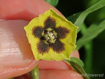 Flower details