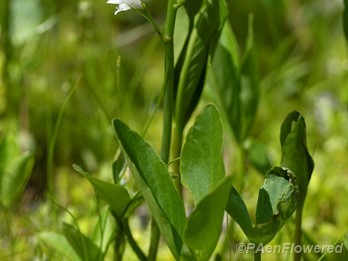 Plant in flower