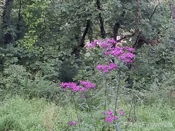 Ironweed habitat