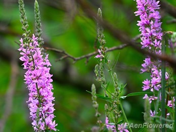 Plants in flower