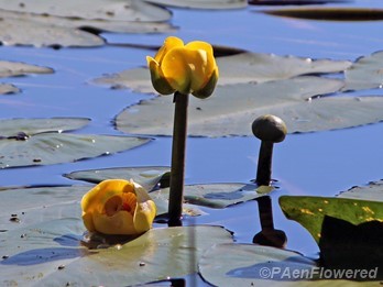Bullhead pondlily