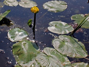Floating leaves and emergent flower