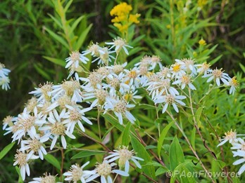 Plant in flower