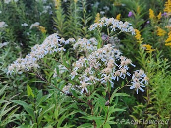 Plant form