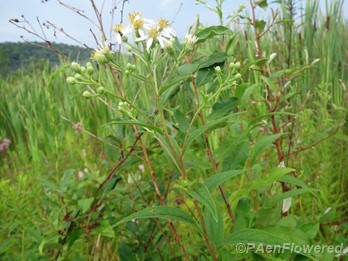 Plant form and habitat