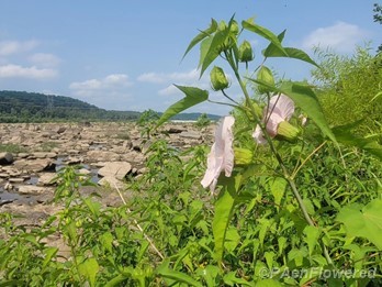 Plant in flower in habitat