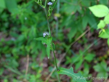 Plant in flower