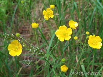 Common meadow buttercup