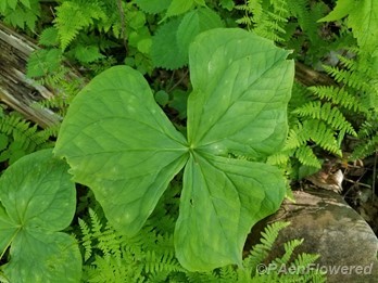 Leaf shape