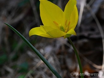 Wild Tulip