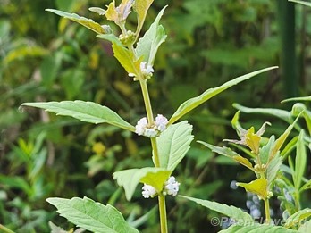 Plant in flower