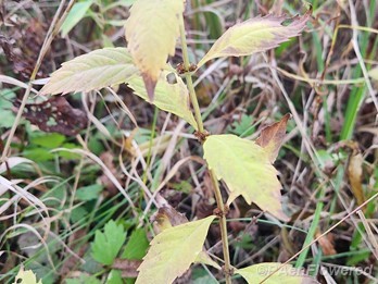 Plants in fruit