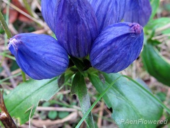 Closed bottle gentian
