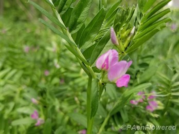 Garden vetch
