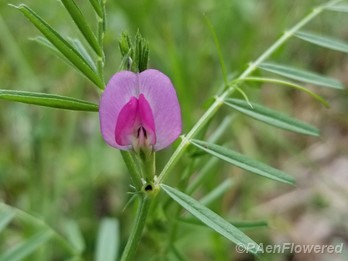 Vetch flower