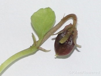 Cleistogamous fruit (capsule)