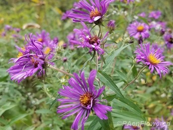 New England aster