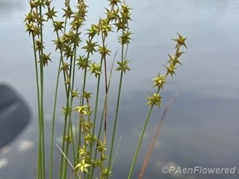 Plant form